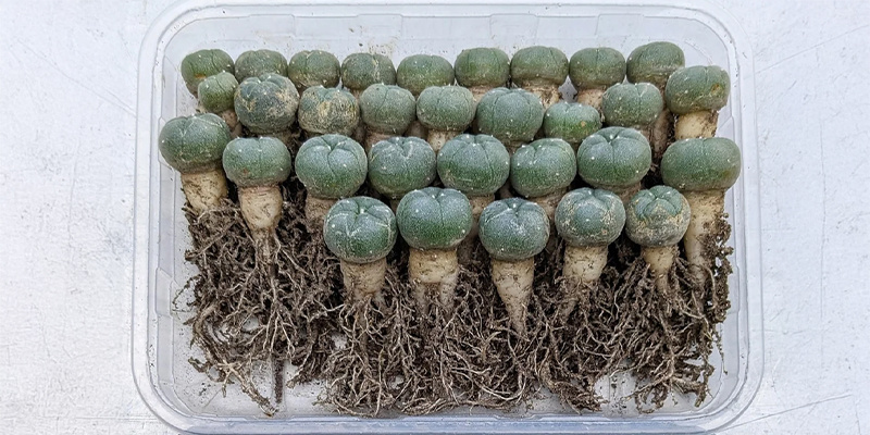 Hur du gror peyote frön How to germinate peyote seeds