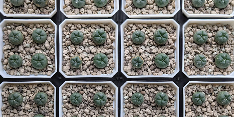 Hur du gror peyote frön How to germinate peyote seeds