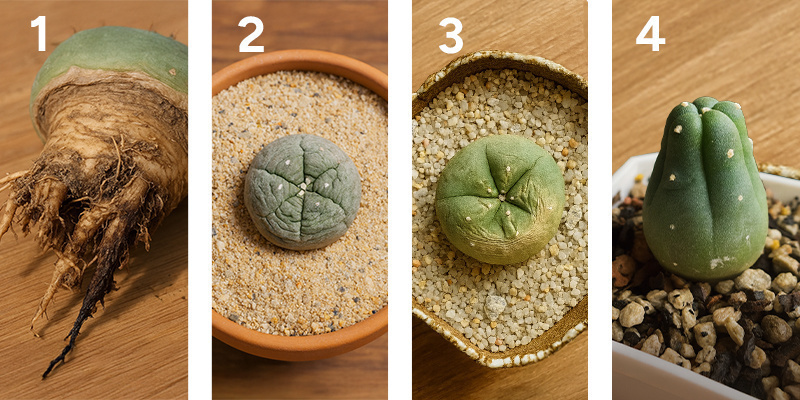 Långsiktig skötsel av peyote (efter det första året) Långsiktig skötsel av peyote (efter det första året)