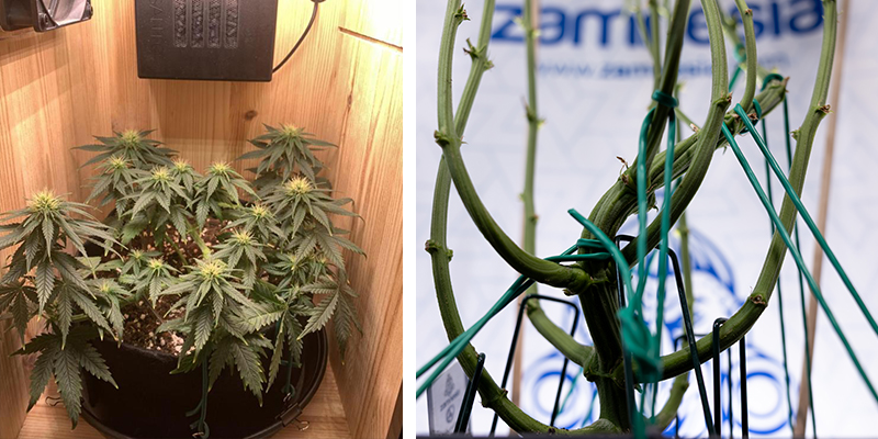 Varför odlare använder low-stress training Why growers use low-stress training