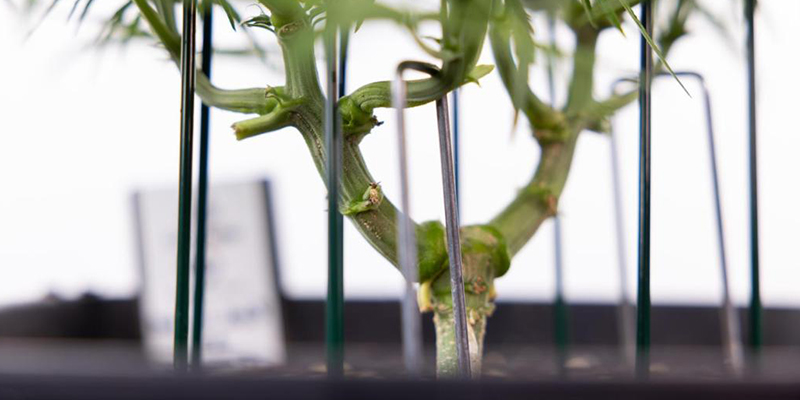 Vad gör en cannabissort lämplig för LST? Vad gör en cannabissort lämplig för LST?