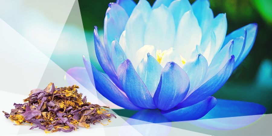 Blå lotus - Vape örter för gott humör