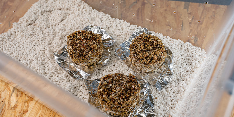 Placera kakorna i din fruktkammare PF tek Place the cakes in your fruiting chamber