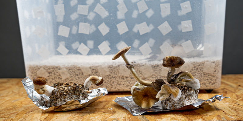PF Tek: Odla magiska svampar hemma – enkelt PF Tek: Easily Grow Magic Mushrooms At Home