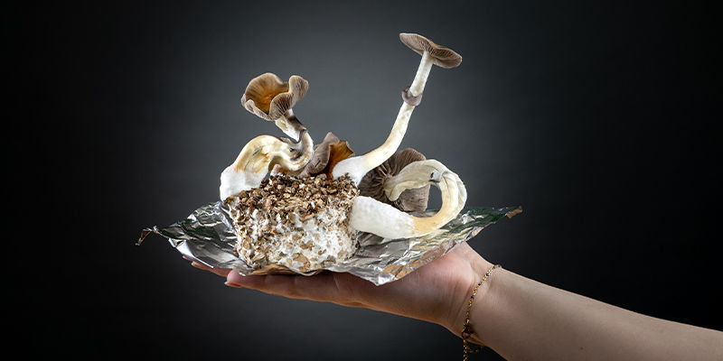 PF Tek: Odla svamparna du drömmer om PF tek: Grow the shrooms of your dreams