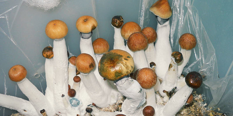 Bacterial Blotch magiska svampar Bacterial Blotch