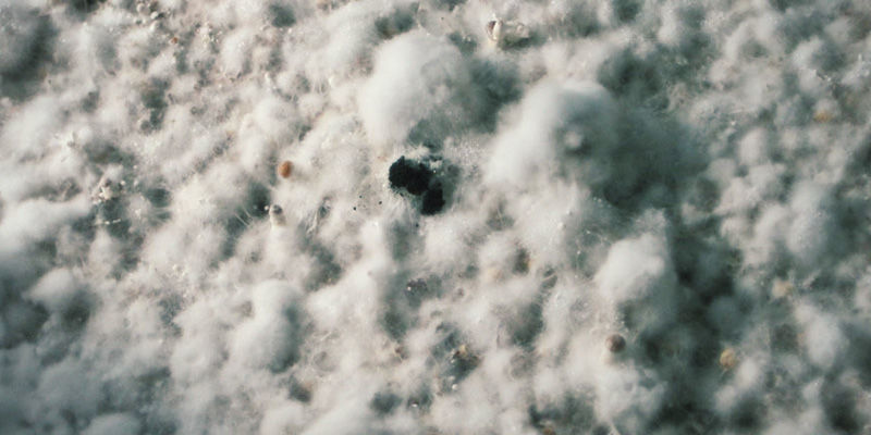 Svartmögel (även gult mögel och andra) magic mushrooms Black Mold (Also Yellow Mold And Others)