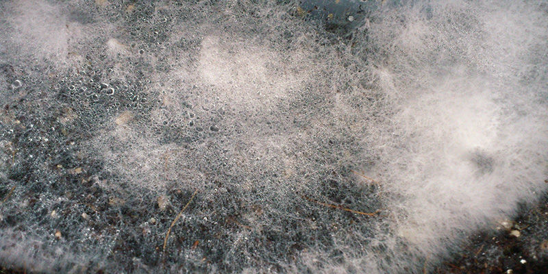 Spindelvävsmögel / Dactylium mildew magic mushrooms Cobweb Mold / Dactylium Mildew