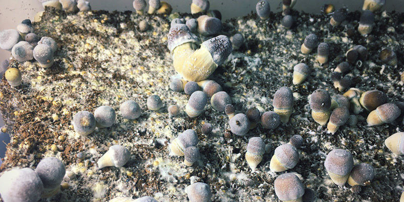 Torr bubbelsjuka magic mushrooms Dry Bubble