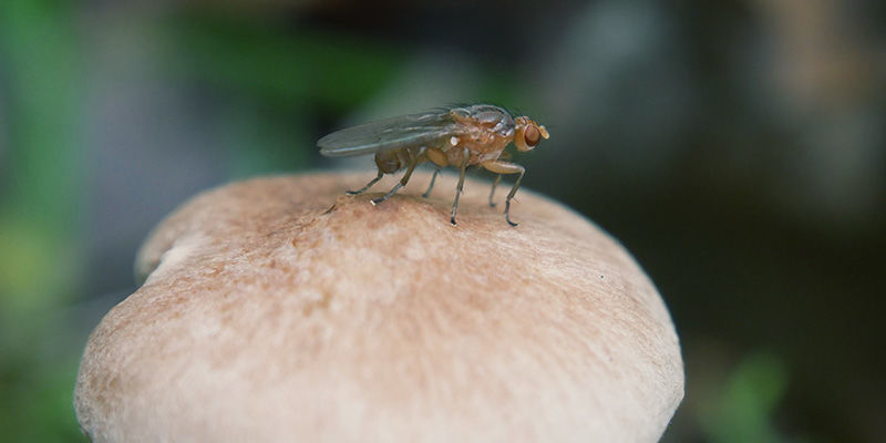 Sorgmyggor magic mushrooms Fungus Gnats