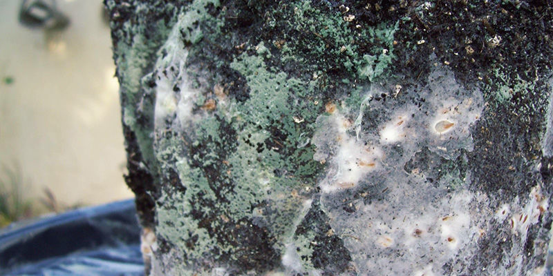 Grönt mögel magic mushrooms Green Mold
