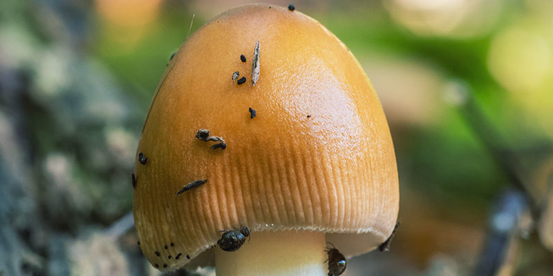 Kvalster magic mushrooms Mites
