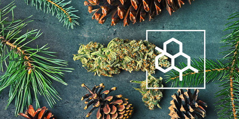Everything You Need To Know About Terpenes Everything You Need To Know About Terpenes