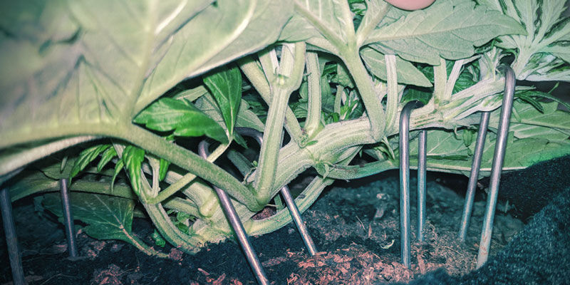 Så boostar du terpenproduktionen How To Boost Terpene Production