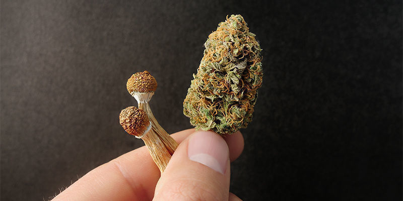 Mikrodosering av cannabis vs psykedelika Mikrodosering av cannabis vs psykedelika