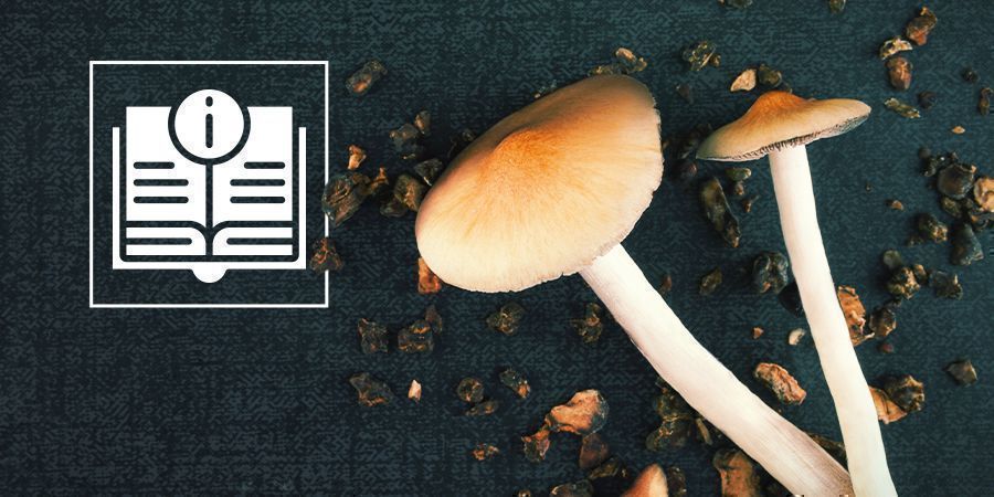 Information om magiska svampar och tryfflar Information om magiska svampar och tryfflar