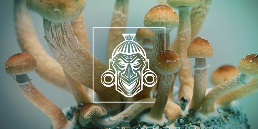 Så odlar du Zamnesia-odlingskit för magiska svampar Så odlar du Zamnesia Magic Mushroom Grow Kits