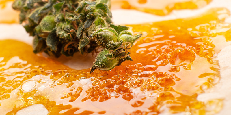 Cannabiskoncentrat kontra blomma Cannabis concentrates vs flower