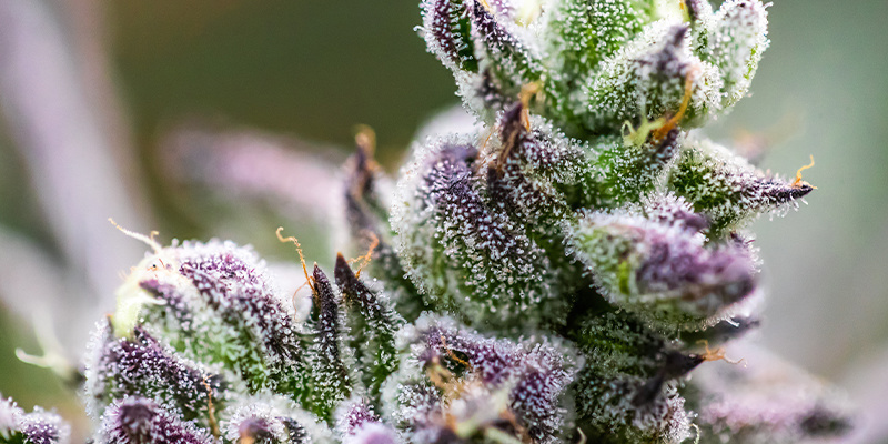 Terpener Terpener