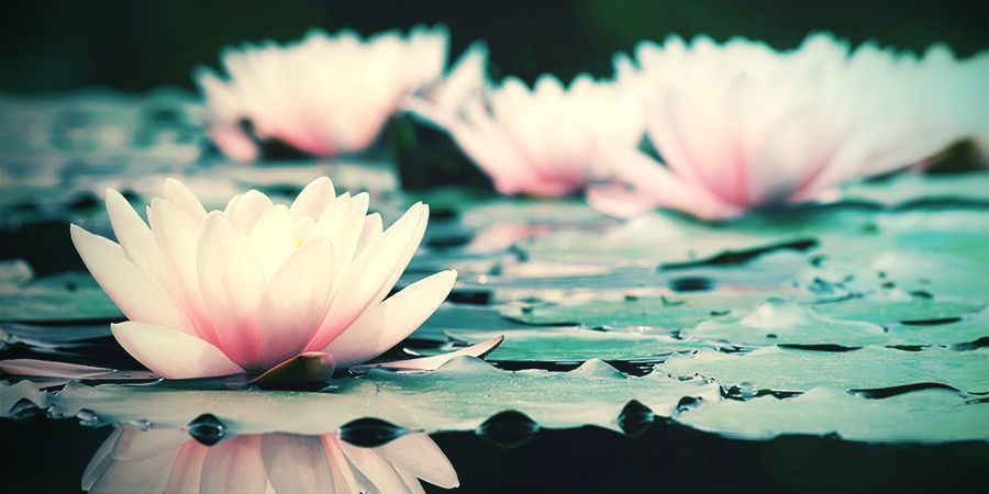 Vita lotusens historia HISTORY OF WHITE LOTUS