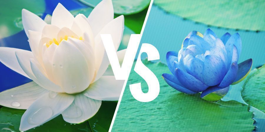 Vad är skillnaden mellan vit lotus och blå lotus? VAD ÄR SKILLNADEN MELLAN VIT LOTUS OCH BLÅ LOTUS?