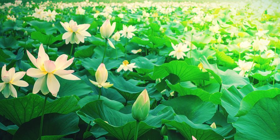 VAD ÄR VIT LOTUS?