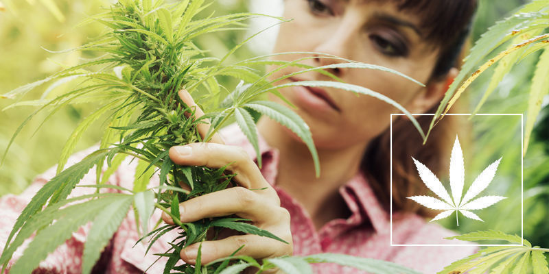 All cannabis är inte skapad lika All cannabis är inte skapad lika