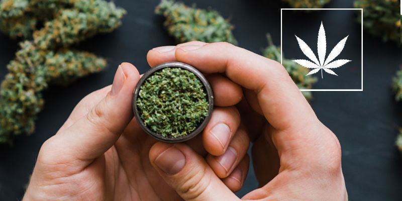 Vad är naturlig cannabis? Vad är naturlig cannabis?