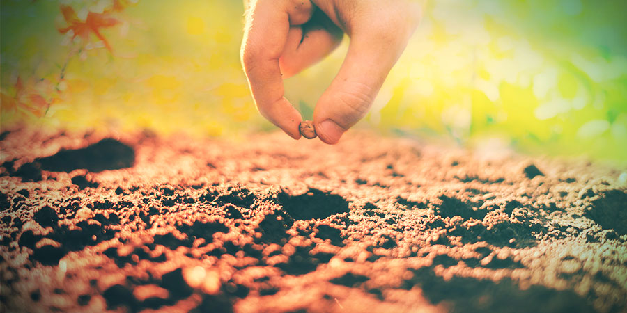 Så odlar du Voacanga africana från frön HOW TO GROW VOACANGA AFRICANA FROM SEEDS