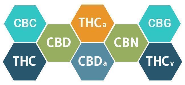 cannabinoider i cannabis