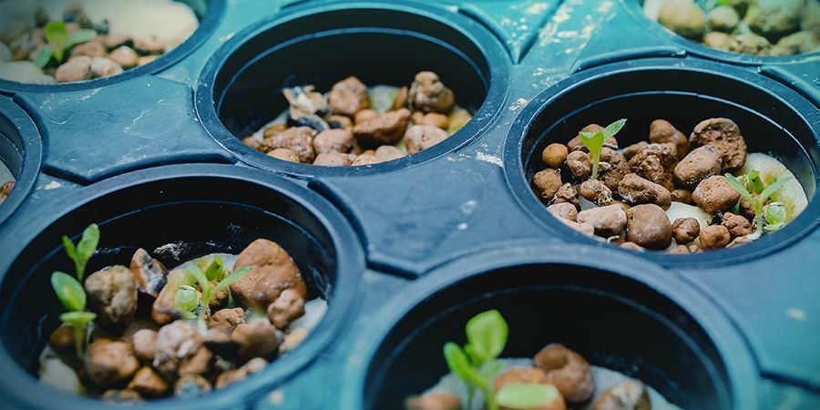Hydroponiska tekniker Odla cannabis – hydroponiska tekniker