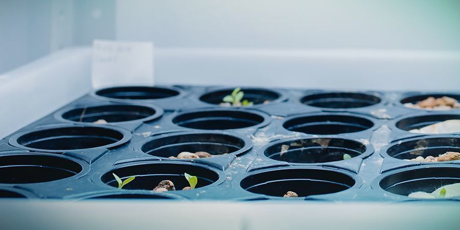 Fördelar med DWC-hydroponik PROS OF DWC HYDROPONICS