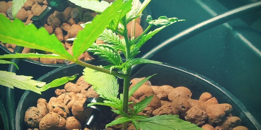 Behållare Build Your Own DWC System: Container