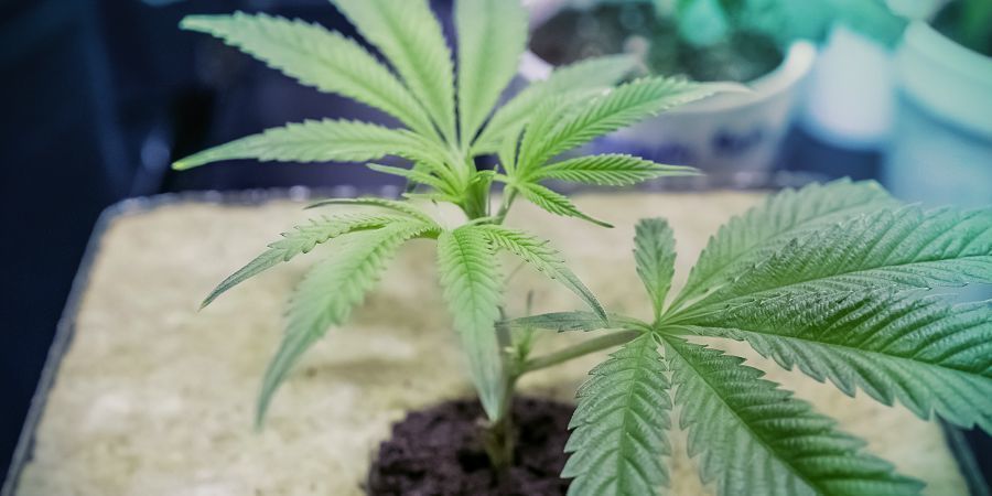 Odlingsmedium Build Your Own DWC System: Growing Medium