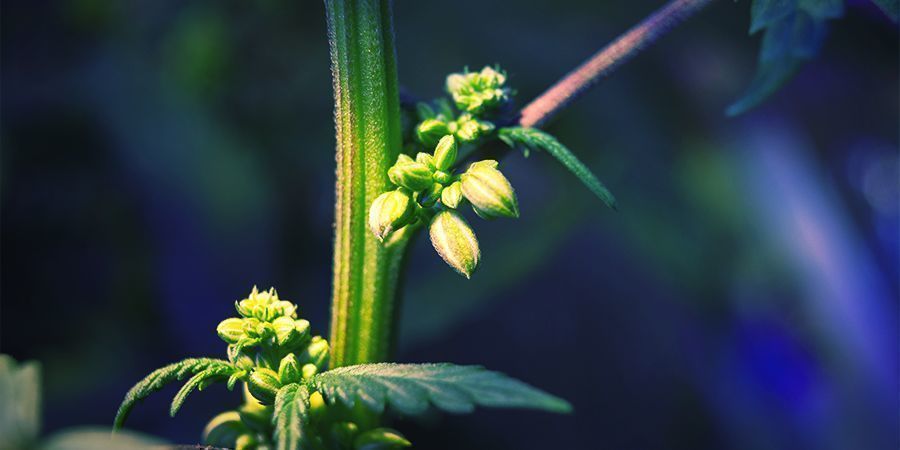 Snabbguide för att hitta de bästa fenotyperna SNABBGUIDE FÖR ATT HITTA DE BÄSTA CANNABISFENOTYPERNA
