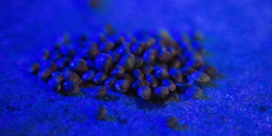 Metoder för förvaring av cannabisfrön Methods For Storing Cannabis Seeds
