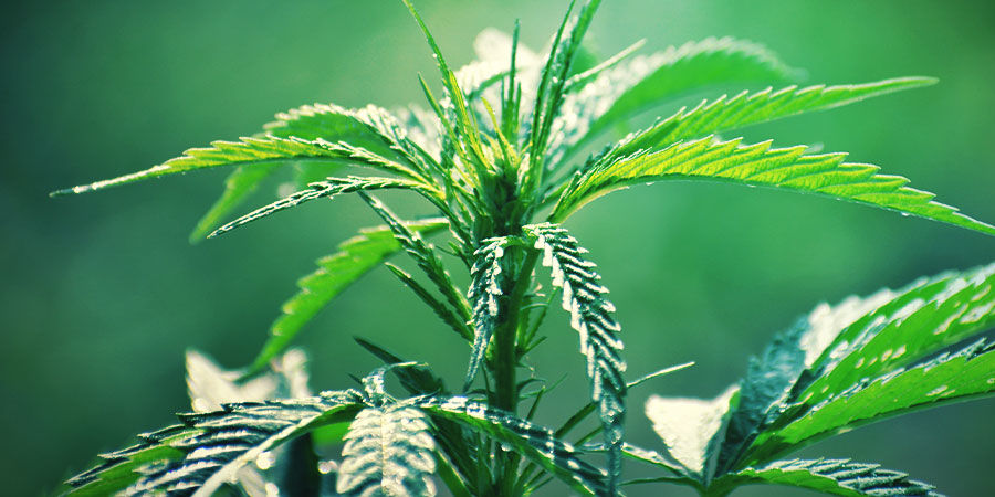 Autoflowering cannabis: utseende Autoflowering Cannabis: Appearance