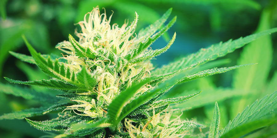 Fotoperiodisk cannabis: utseende Fotoperiodisk cannabis: utseende