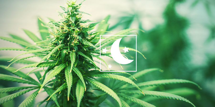 Feminiserade fotoperiodiska cannabissorter ALLT OM FOTOPERIODISK CANNABIS