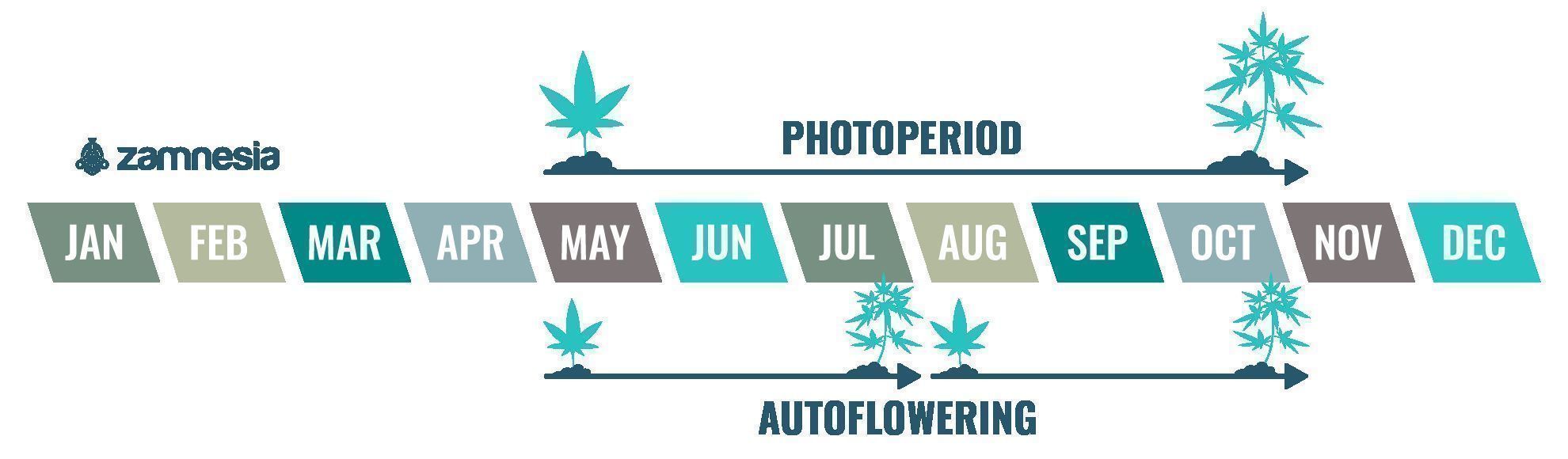 Cannabis är en ettårig växt Cannabis is an annual plant