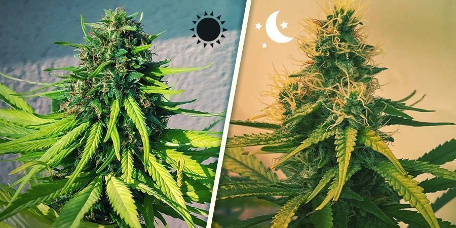 Fotoperiod vs. Autoflower cannabis: skillnaden PHOTOPERIOD VERSUS AUTOFLOWERING CANNABIS: THE DIVIDE