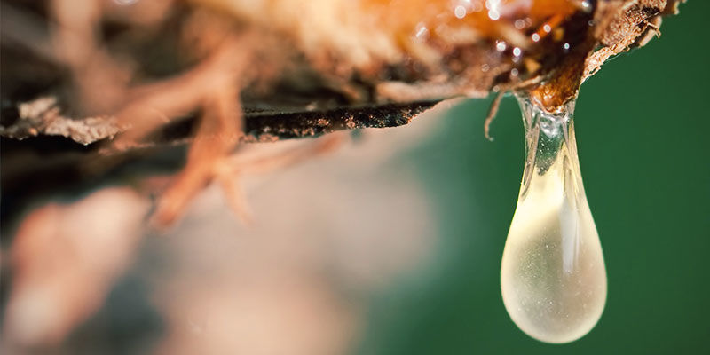 4 Sätt att påverka sockerproduktionen 4 WAYS TO INFLUENCE SUGAR PRODUCTION IN CANNABIS PLANTS