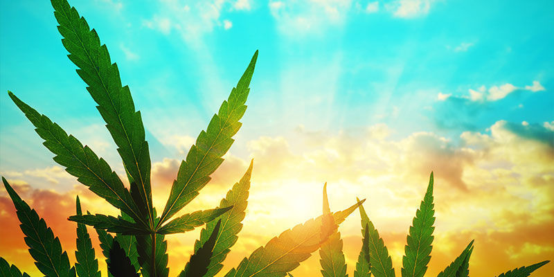 Fördelning av socker i cannabis DISTRIBUTION OF SUGARS IN CANNABIS