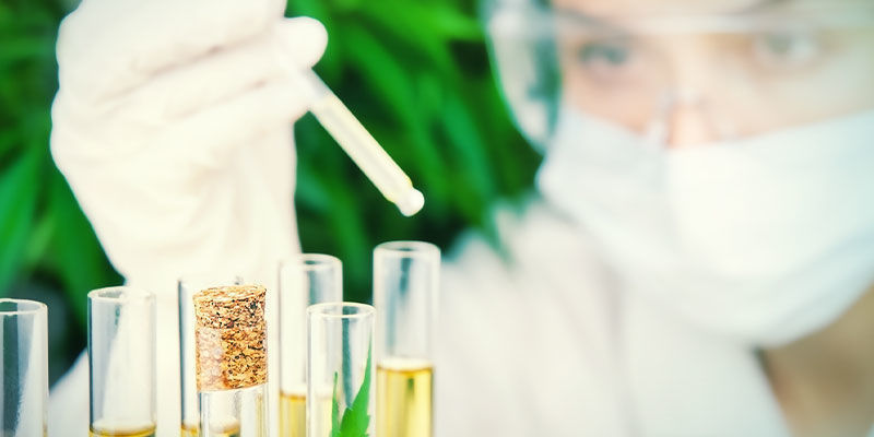Övervakning av sockernivåer MONITORING SUGAR LEVELS IN CANNABIS