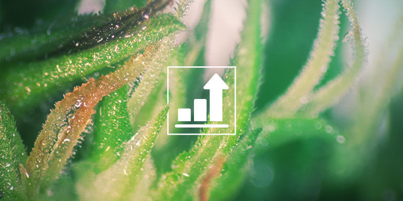 Socker påverkar direkt tillväxt och knoppbildning SUGARS DIRECTLY IMPACT CANNABIS GROWTH AND BUD PRODUCTION