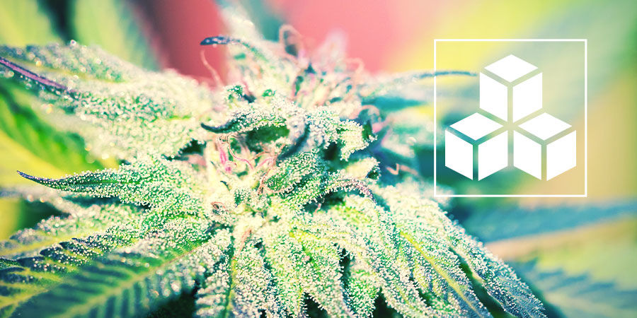 Sockrets roll i cannabisplantor Sockrets roll i cannabisplantor