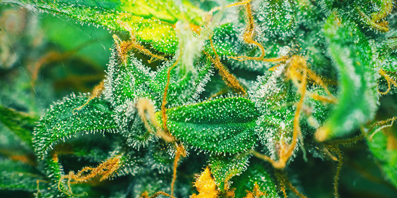 Vad är socker (i relation till cannabis)? VAD ÄR SOCKER (I RELATION TILL CANNABIS)?