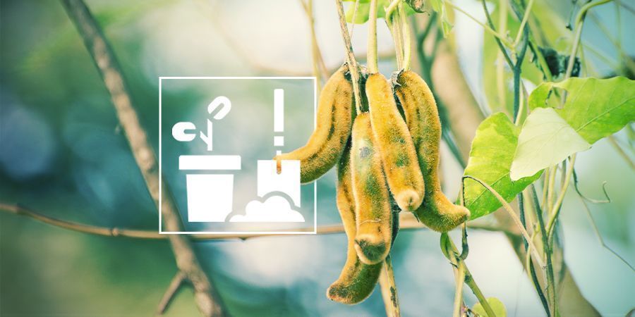 ODLA MUCUNA PRURIENS ODLA MUCUNA PRURIENS
