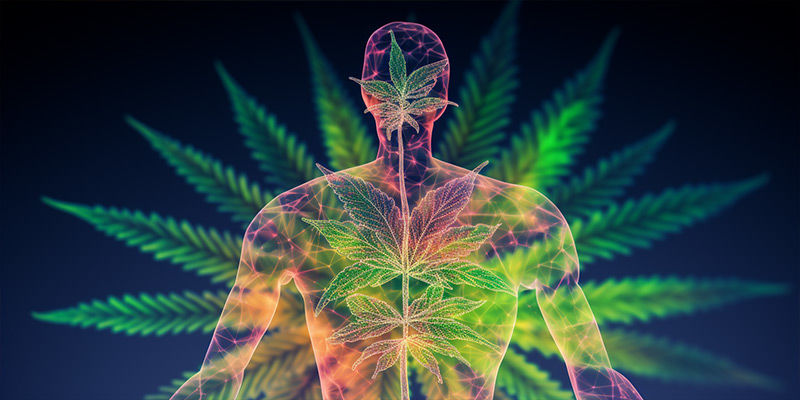 Vad du kan förvänta dig när du tar CBD Vad du kan förvänta dig när du tar CBD
