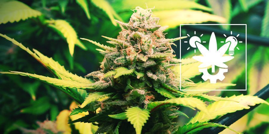 Så odlar du Autoflower: den kompletta guiden Så odlar du Autoflower: den kompletta guiden